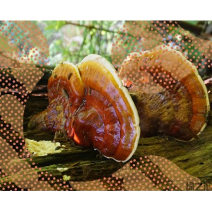 Forager 的時(shí)尚焦點(diǎn)與菌絲體