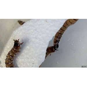 超級蠕蟲能解決我們的塑料垃圾問題嗎？
