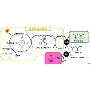 大阪公立大學(xué)通過(guò)太陽(yáng)光和二氧化碳合成生物分解性塑料原料，收率約80%