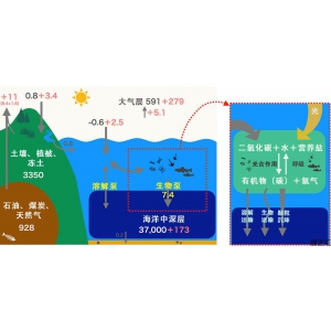JAMSTEC確定海洋生物體對(duì)海洋二氧化碳的吸收量，大大少于以往的估算值