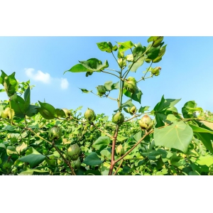 今年我國棉花種植面積預(yù)計(jì)超4482萬畝